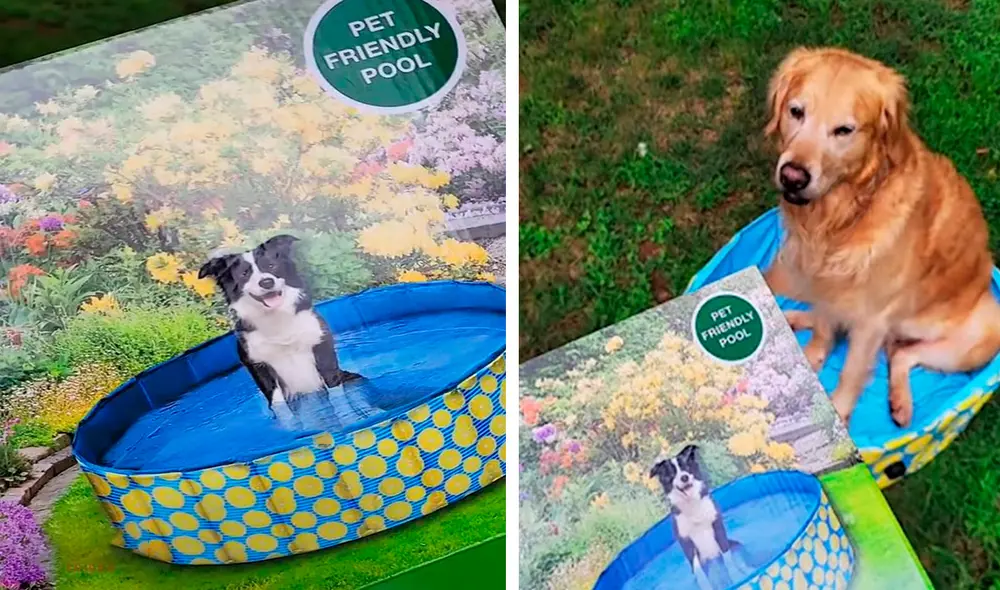 Un can de raza golden retriever estaba entusiasmado con su regalo; sin embargo, cuando lo probó, no tenía mucho espacio. Foto: composición LR/Facebook