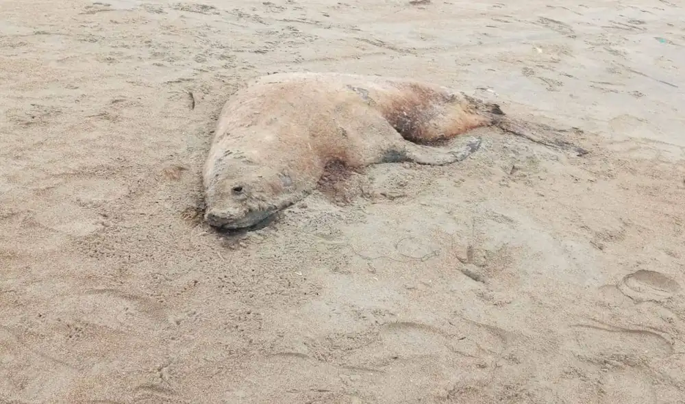 Una decena de lobos marinos fueron hallados en las orillas de la playa El Dorado, ubicada en Áncash. Foto. Andina