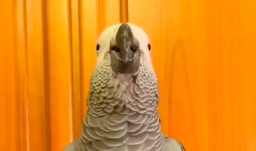 Este lorito puede pronunciar nombres y frases cortas de forma espontánea. Foto: La Vanguardia