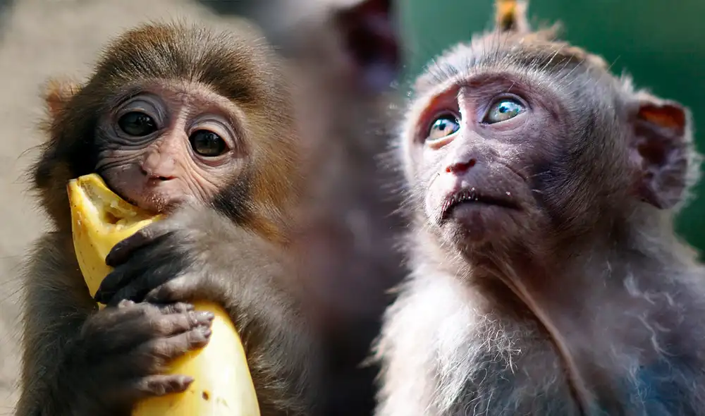 Hasta el momento, en Brasil se han registrado cerca de 1.700 casos y se ha reportado una muerte. Foto: composición LR/ AFP