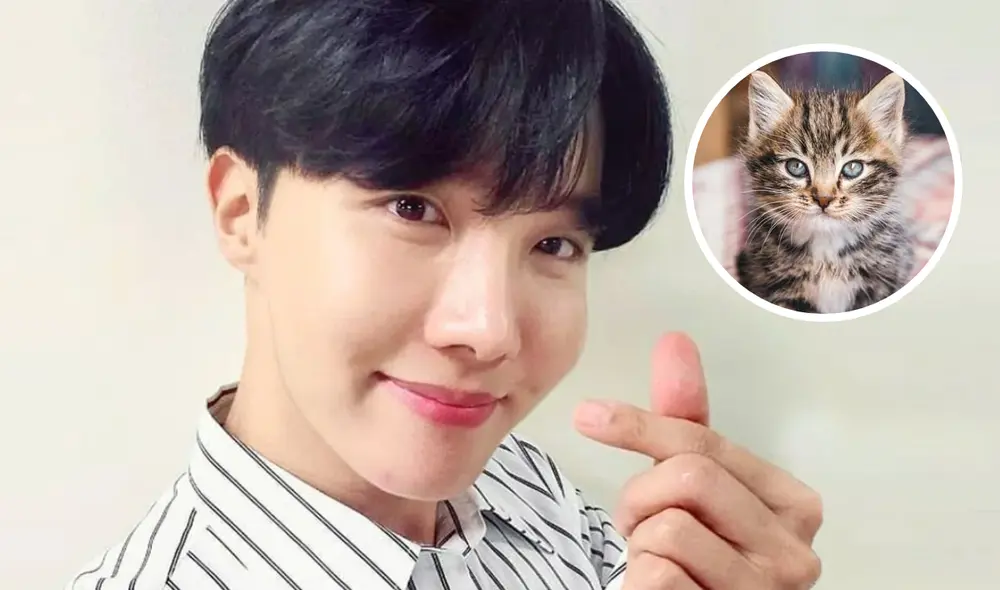 Aunque no tiene gatos, J-Hope ha demostrado amor por los felinos en más de una ocasión. Foto: composición LR/Hybe/Naver