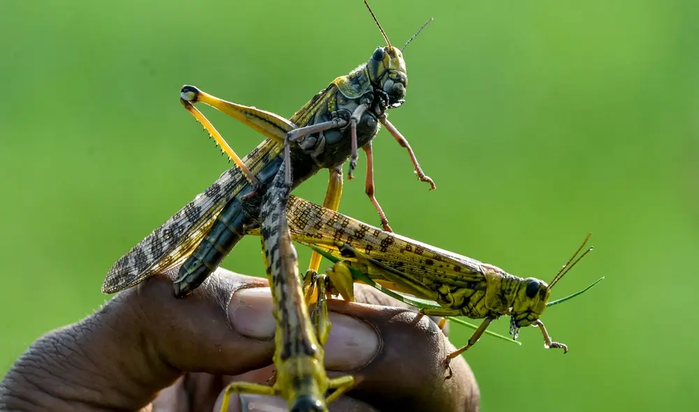 Las langostas son expertas en diferenciar las células humanas sanas de las células cancerosas utilizando su sentido del olfato. Foto: Arif Ali / AFP
