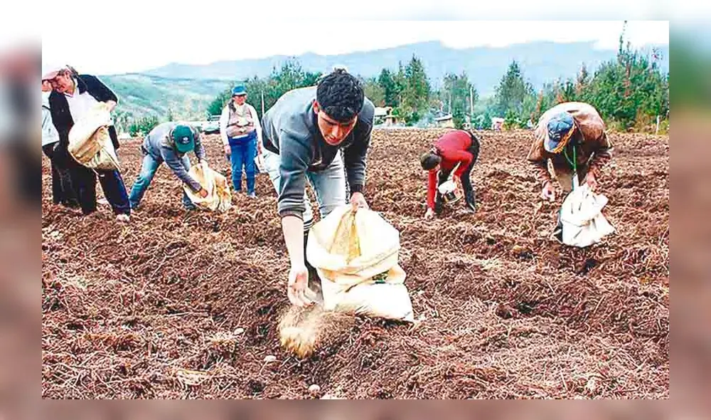 Campaña. Sembrío de algunos productos empezó en Cusco. Foto: La República Campaña. Sembrío de algunos productos empezó en Cusco. Foto: La República
