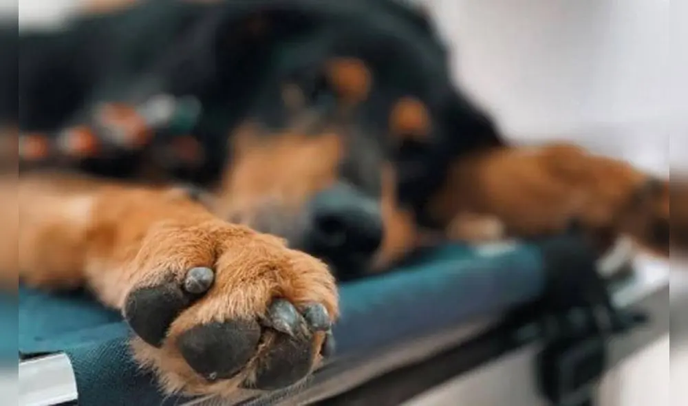 La denuncial del maltrato animal fue publicada en redes sociales. Foto referencial Econoticias La denuncial del maltrato animal fue publicada en redes sociales. Foto referencial Econoticias