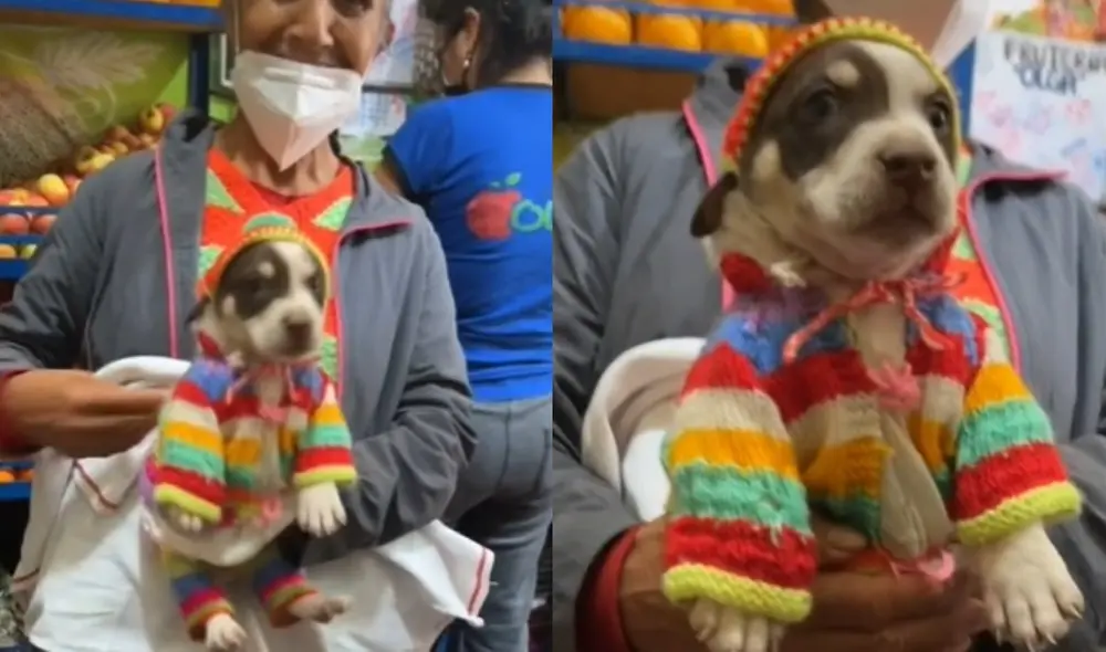 El video viral de TikTok suma más de 1 millón de 'me gusta'. Foto: composición LR/@sofiacoder3000/TikTok El video viral de TikTok suma más de 1 millón de 'me gusta'. Foto: composición LR/@sofiacoder3000/TikTok