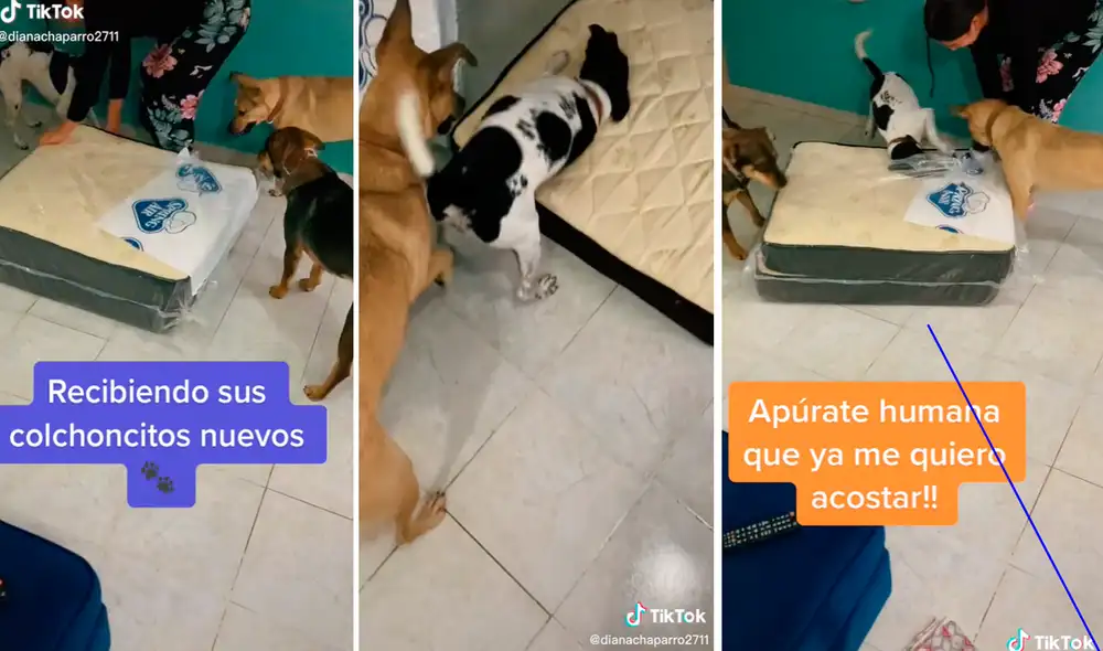La felicidad de las mascotas al ver sus camas nuevas emocionó a los cibernautas que no pararon de reír por su travieso comportamiento. Foto: composición LR/captura de TikTok/@Dianachaparro2711 La felicidad de las mascotas al ver sus camas nuevas emocionó a los cibernautas que no pararon de reír por su travieso comportamiento. Foto: composición LR/captura de TikTok/@Dianachaparro2711