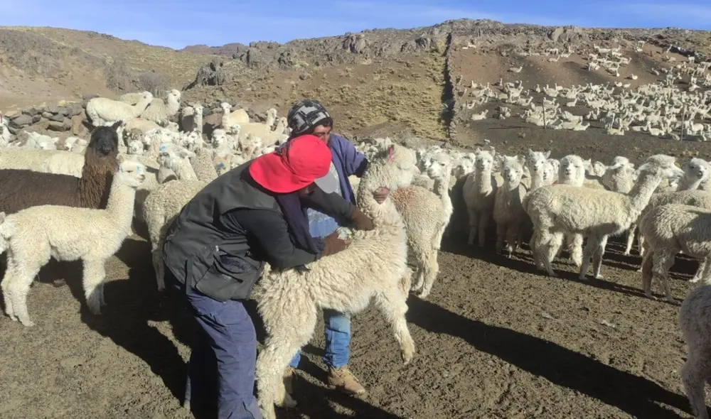 Los kits fueron distribuidos a un total de 2.600 productores pecuarios de 10 provincias de Cusco. Foto: Agro Rural Los kits fueron distribuidos a un total de 2.600 productores pecuarios de 10 provincias de Cusco. Foto: Agro Rural