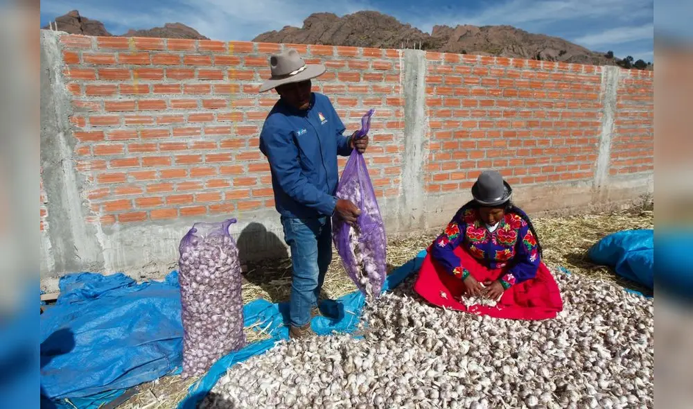 Ajos. Es el producto con más demanda en los mercados. Foto: Juan Carlos Cisneros/ La República