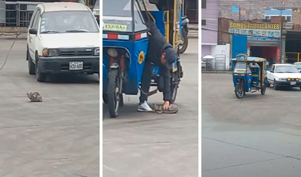 Un transeúnte grabó la acción que tuvo un mototaxista luego de que un indefenso animal terminó en una concurrida pista de un distrito limeño. Foto: composición LR/TikTok/@soyflaviocc Un transeúnte grabó la acción que tuvo un mototaxista luego de que un indefenso animal terminó en una concurrida pista de un distrito limeño. Foto: composición LR/TikTok/@soyflaviocc