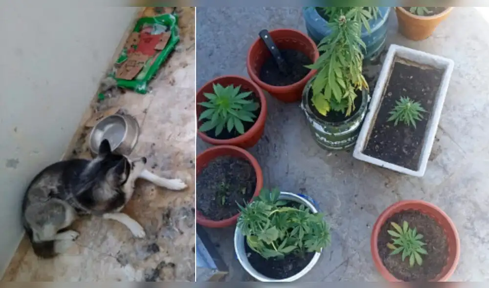 El perro y las macetas de marihuana se encontraban abandonados. Foto: composición LR/Radio Yaraví El perro y las macetas de marihuana se encontraban abandonados. Foto: composición LR/Radio Yaraví
