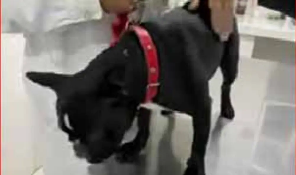 El especialista indicó que una cadena al cuello de una mascota no debe estar ajustada. Foto captura de Panamericana