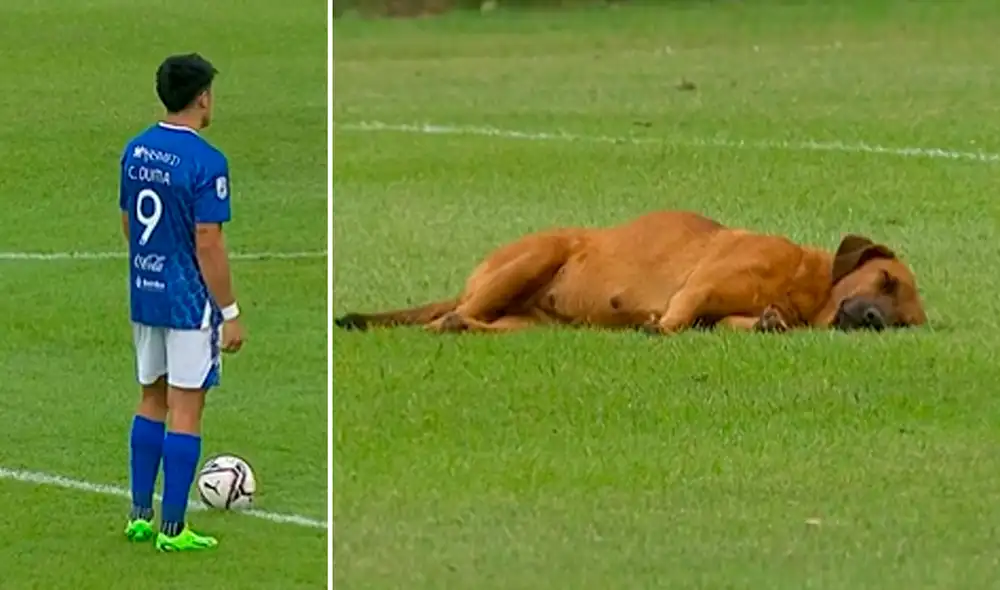 El perrito no encontró mejor lugar para dormir que la cancha de fútbol. Foto: composición LR/captura de TikTok/@Fodboldword