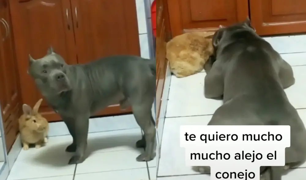 Este hecho ocurrió en Estados Unidos. Foto: composición LR/TikTok/leoamericanbully22 Este hecho ocurrió en Estados Unidos. Foto: composición LR/TikTok/leoamericanbully22