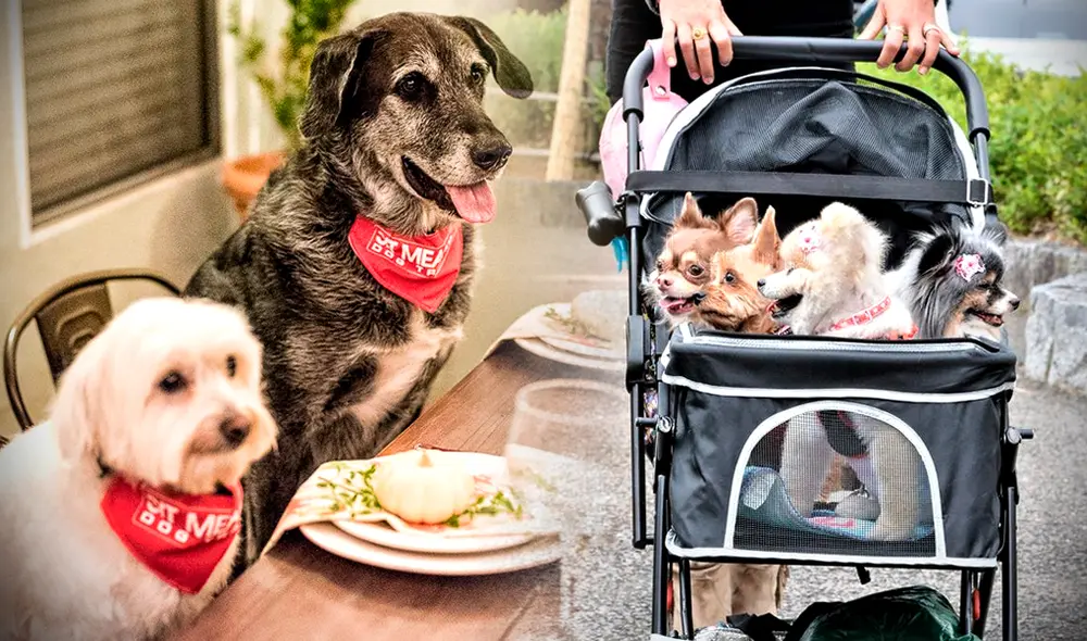 El término 'perrhijo' se volvió una tendencia que está en auge en redes sociales. Foto: composición LR/Gerson Cardoso