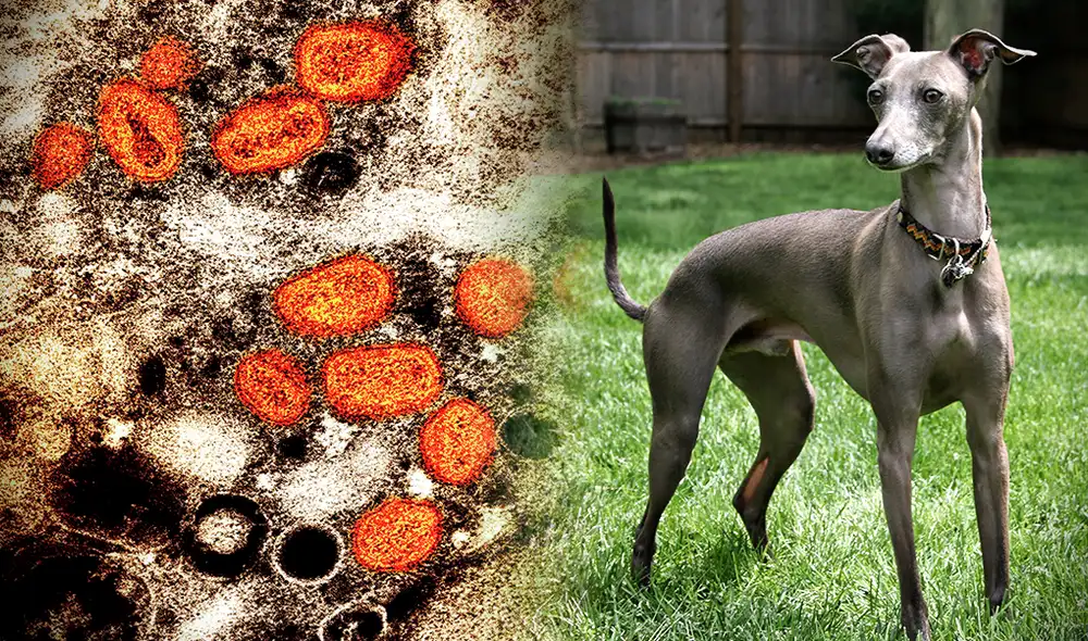 Se trata de un perro de raza galgo italiano que habría sido contagiado del virus monkeypox por sus dueños en Francia. Foto: composición de Gerson Cardoso / La República / NIAID / Wikimedia Commons