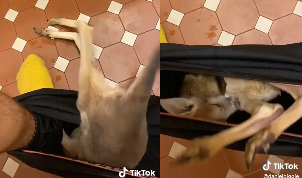 Este hecho ocurrió en Australia. Foto: composición LR / TikTok / @danielpiggie Este hecho ocurrió en Australia. Foto: composición LR / TikTok / @danielpiggie