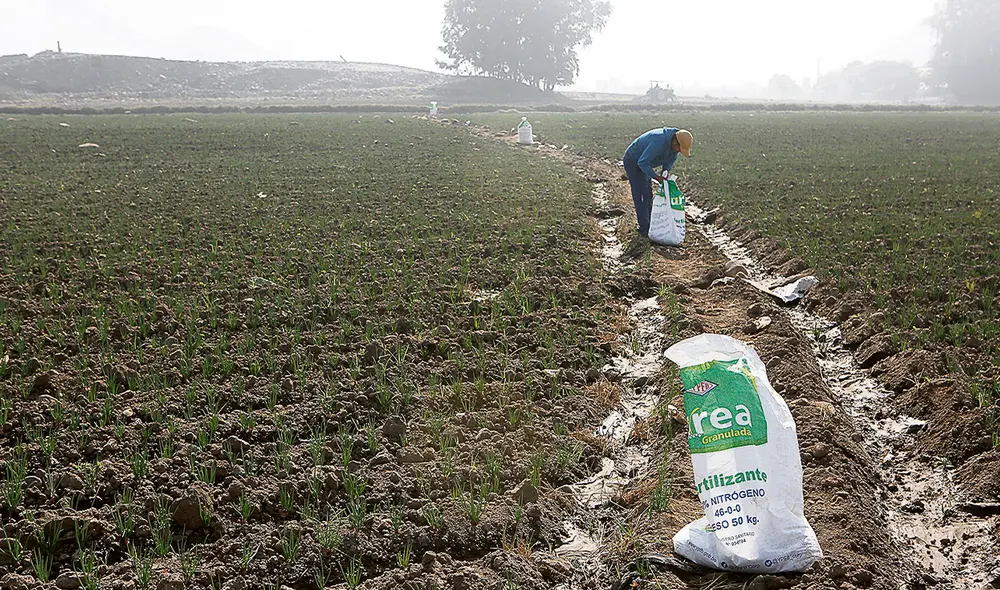 Fertilizante. Urea llegaría en setiembre y se repartirá a agricultores con hasta 5 hectáreas. Foto: Marco Cotrina/ La República