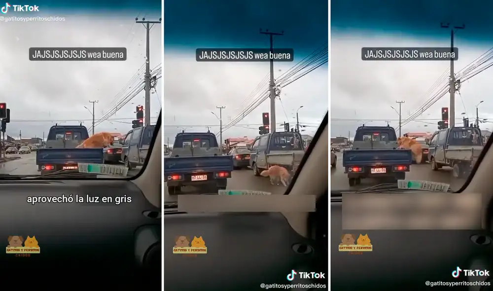 El perrito aprovechó el cambio de luz del semáforo para bajar a miccionar. Foto: composición LR/captura de TikTok/@Gatitosyperritoschidos El perrito aprovechó el cambio de luz del semáforo para bajar a miccionar. Foto: composición LR/captura de TikTok/@Gatitosyperritoschidos