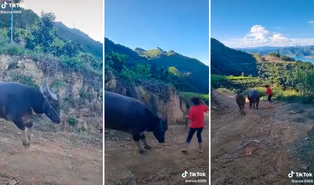 La vaquita ‘bailarina’ recibió los aplausos de miles de cibernautas en redes sociales. Foto: composición LR/captura de TikTok/@Anna.6968