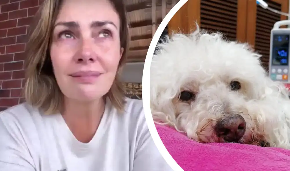 Almendra Gomelsky señaló que, aunque le resultó difícil decirle adiós a su perro Felipe, era necesario. Foto: composición LR/Almendra Gomelsky/Instagram Almendra Gomelsky señaló que, aunque le resultó difícil decirle adiós a su perro Felipe, era necesario. Foto: composición LR/Almendra Gomelsky/Instagram