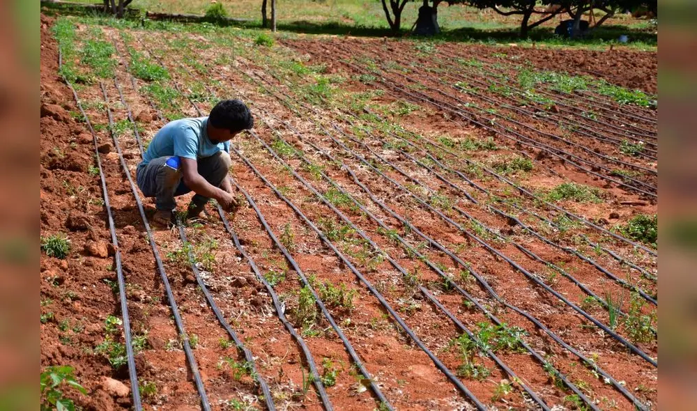 Campesinos han mejorado su economía con aumento de cosecha. Foto: GRLL Campesinos han mejorado su economía con aumento de cosecha. Foto: GRLL