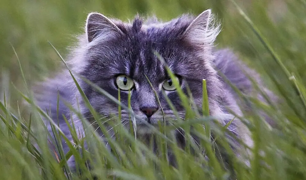 Los gatos son independientes, por lo que salen a pasear varias zonas para marcar territorio. Foto: Michael Probst Los gatos son independientes, por lo que salen a pasear varias zonas para marcar territorio. Foto: Michael Probst