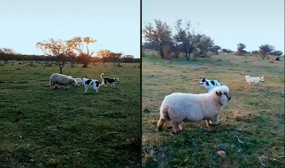 Este hecho sucedió en Argentina. Foto: composición LR / TikTok / @rolo.elcordero