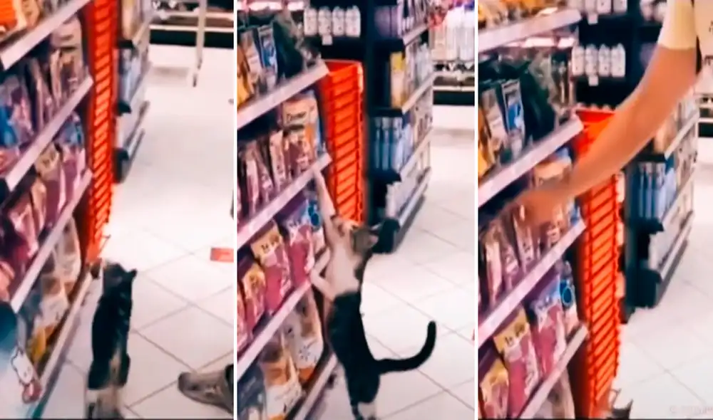 El minino eligió la marca de comida de su preferencia dejando a los usuarios en redes sociales asombrados. Foto: composición LR/captura de TikTok/@Le.loup.solitaire.mc El minino eligió la marca de comida de su preferencia dejando a los usuarios en redes sociales asombrados. Foto: composición LR/captura de TikTok/@Le.loup.solitaire.mc