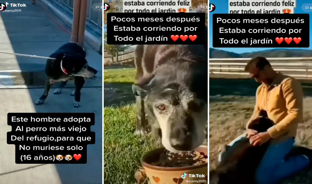La vida de la mascota dio un cambio rotundo y los cibernautas aplaudieron el noble corazón del muchacho. Foto: composición LR/captura de TikTok/@Barny2011