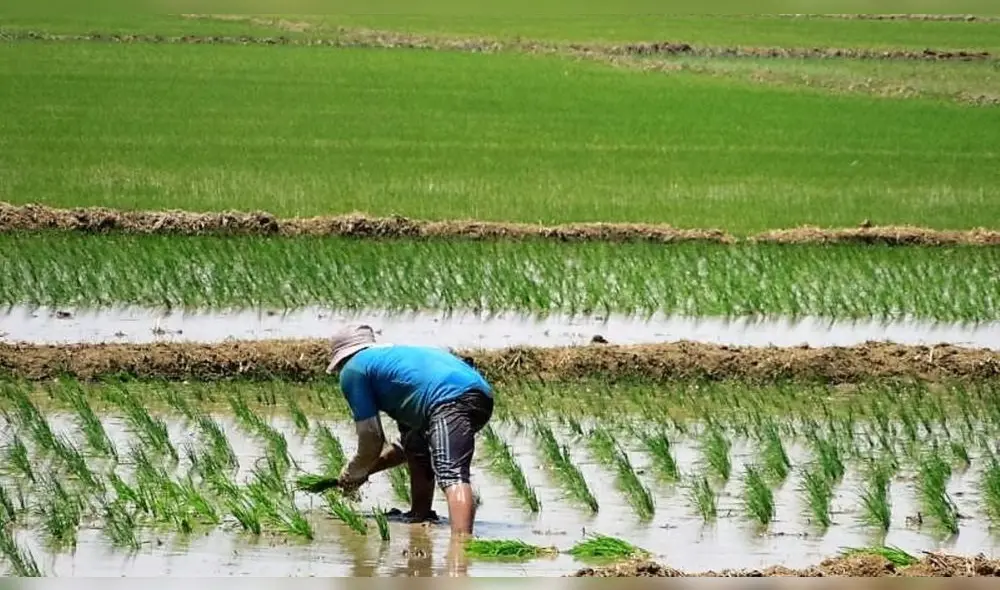 Los sembríos que se verán beneficiados son arroz, maíz, palta, limón, entre otros. Foto: Infomercado