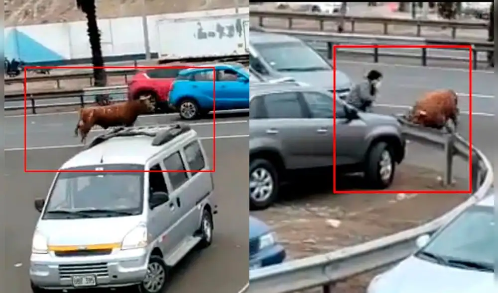 El animal casi embiste a un hombre que caminaba cerca a la Panamericana Sur. Foto: composición LR/captura de Twitter/Ruben sin tilde