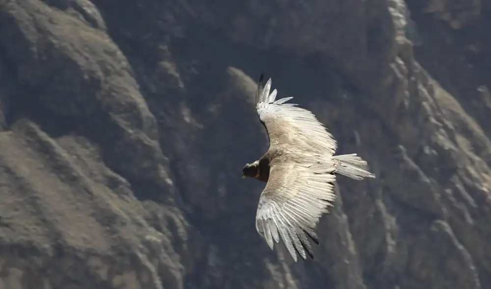 Del 12 al 14 de agosto, los especialistas contabilizaron los ejemplares, para lo cual utilizaron binoculares, cámaras fotográficas y GPS. Foto: Serfor