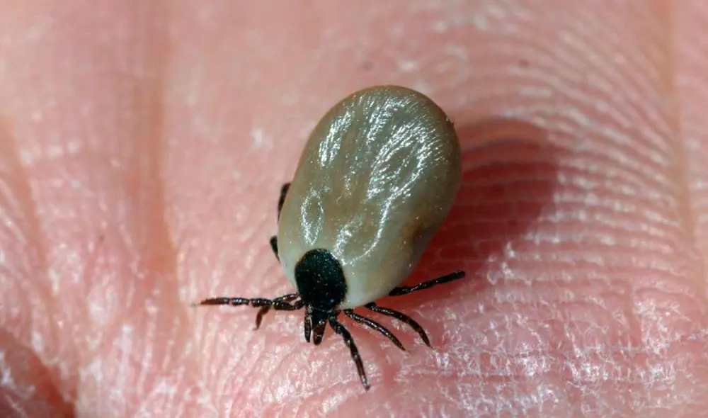 Las garrapatas deben ser eliminadas de inmediato de tu cuerpo, pero no con la mano. Foto: captura de La Verdad