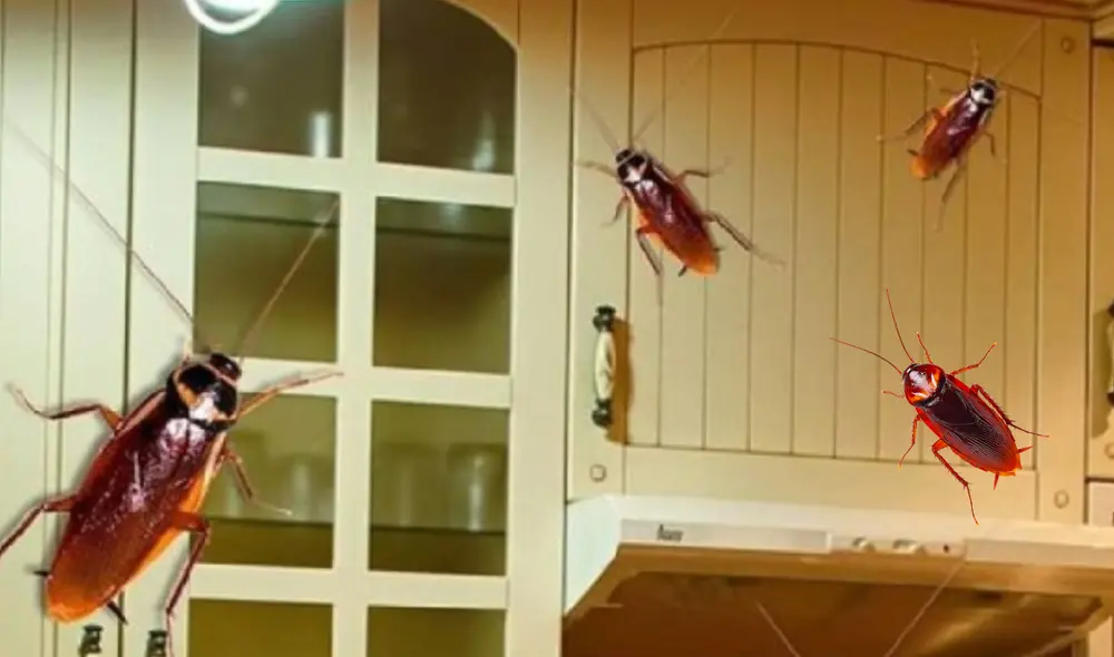 Las cucarachas pueden provocar diversas enfermedades intestinales. Foto: composición LR/ Cocinavital