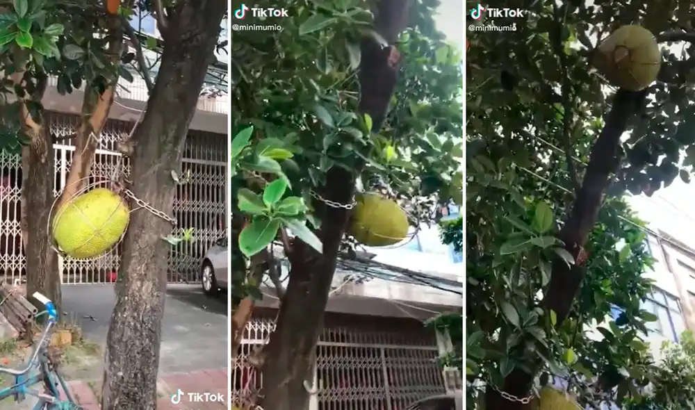 Usuarios en redes sociales aplaudieron que los dueños protejan su árbol. Foto: composición LR/captura de TikTok/@Minimumio Usuarios en redes sociales aplaudieron que los dueños protejan su árbol. Foto: composición LR/captura de TikTok/@Minimumio