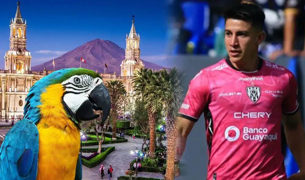 Independiente del Valle enfrentará a Melgar por el 7 de septiembre en Arequipa. Foto: composición LR/Infobae/El diario/Prensa Independiente del Valle Independiente del Valle enfrentará a Melgar por el 7 de septiembre en Arequipa. Foto: composición LR/Infobae/El diario/Prensa Independiente del Valle