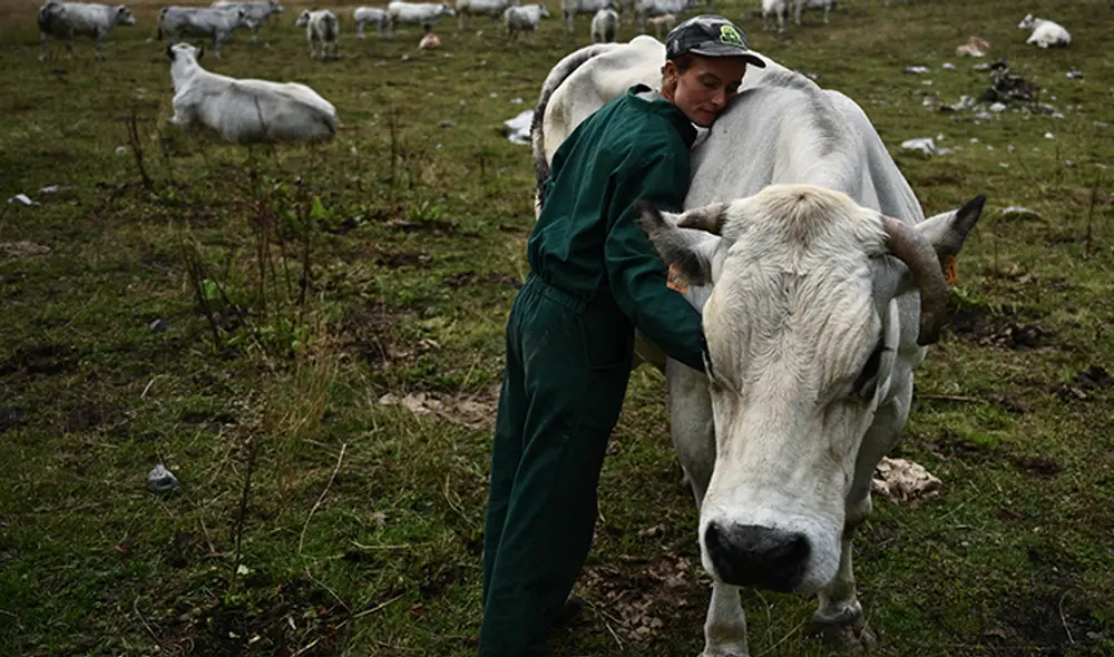 Pastor cuida a una vaca que está dando a luz en el pasto de montaña alpeggio valanghe en Marmora, Valle de Maira, cerca de Cuneo, Región de los Alpes, Noroeste de Italia. Foto: AFP Pastor cuida a una vaca que está dando a luz en el pasto de montaña alpeggio valanghe en Marmora, Valle de Maira, cerca de Cuneo, Región de los Alpes, Noroeste de Italia. Foto: AFP