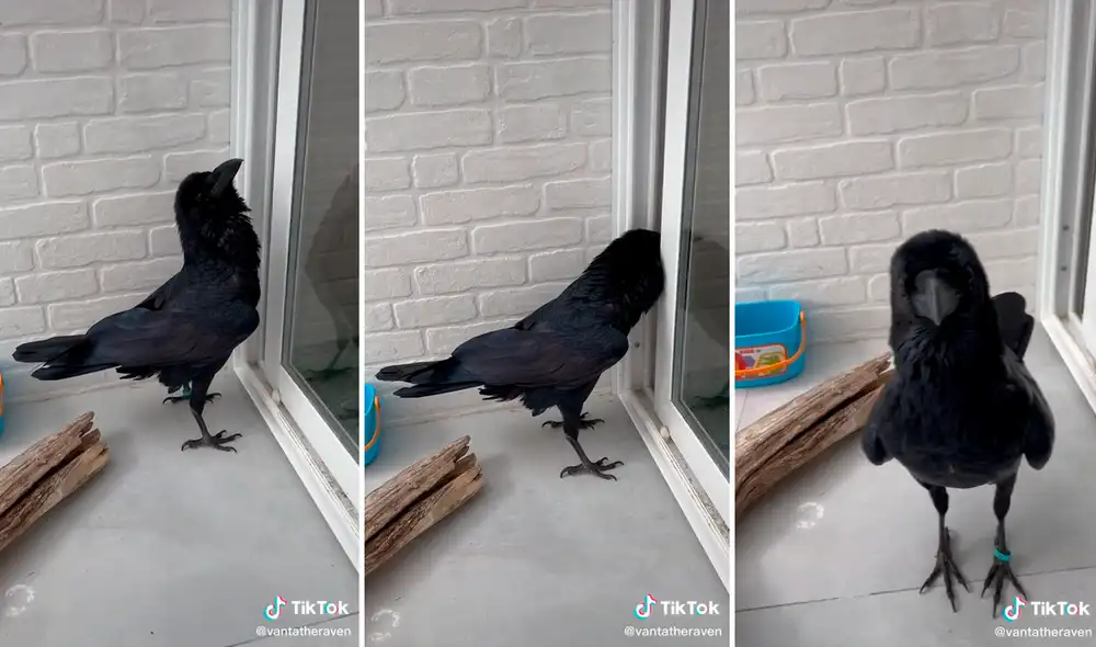 El clip de la prodigiosa voz del cuervo no tardó en dar la vuelta al mundo. Foto: composición LR/captura de TikTok/@Vantatheraven El clip de la prodigiosa voz del cuervo no tardó en dar la vuelta al mundo. Foto: composición LR/captura de TikTok/@Vantatheraven