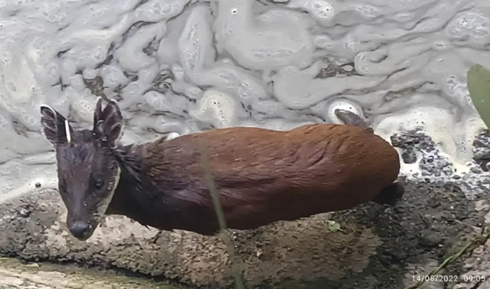 Los guardaparques lo hallaron durante un patrullaje en el sector de Wiñaywana. Foto: Sernanp Los guardaparques lo hallaron durante un patrullaje en el sector de Wiñaywana. Foto: Sernanp