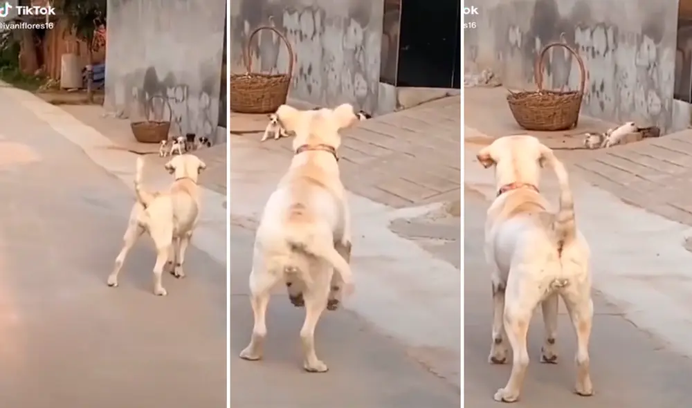 El clip ha logrado más de 14 millones de visualizaciones en redes sociales. Foto: composición LR/captura de TikTok/@IvánFlores El clip ha logrado más de 14 millones de visualizaciones en redes sociales. Foto: composición LR/captura de TikTok/@IvánFlores