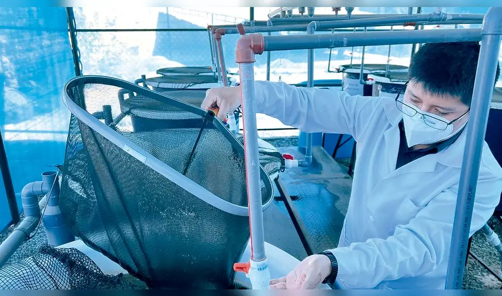 Emprendimiento. Estudiantes de UCSM fabrican harina. Foto: La República Emprendimiento. Estudiantes de UCSM fabrican harina. Foto: La República