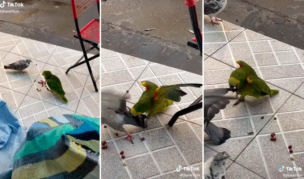 Las palomas al parecer armaron un plan para robarle las semillas al loro: una lo distraía y las otras se llevaban la comida. Foto: composición LR/captura de TikTok/@Jhane11cm
