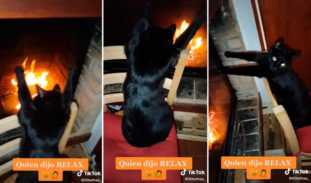 La imagen del curioso gato llamó la atención de miles de usuarios en redes sociales. Foto: composición LR/captura de TikTok/@Lilibethaa_