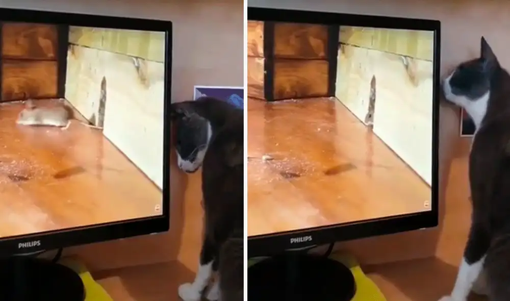 El gatito no lograba comprender a dónde se había ido el ratón. Foto: composición LR/@Pets.eles/captura de TikTok