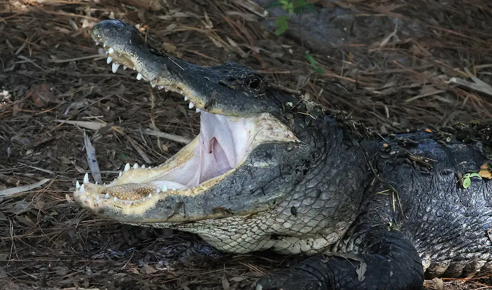 Las autoridades señalan que ya van 5 víctimas de ataque de cocodrilos en lo que va del año en ese estado. Foto: AFP/referencial