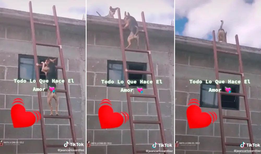 El perrito hizo todo lo posible para llegar hasta su compañera que estaba en el techo. Foto: composición LR/@Jeancarlosardilaz/captura de TikTok
