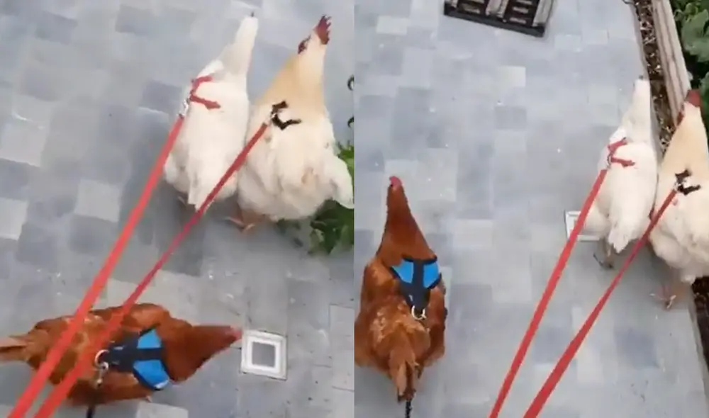 Este video ha alcanzado las 800.000 reproducciones en Twitter. Foto: composición LR / TikTok / @Animalesybichos Este video ha alcanzado las 800.000 reproducciones en Twitter. Foto: composición LR / TikTok / @Animalesybichos