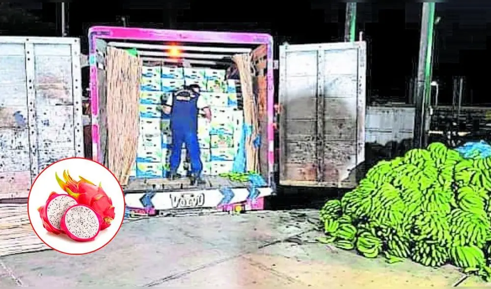 El cargamento de pitahaya tiene un valor de S/ 378,888.34 en el mercado local. Foto: composición LR - Noticias al día El cargamento de pitahaya tiene un valor de S/ 378,888.34 en el mercado local. Foto: composición LR - Noticias al día