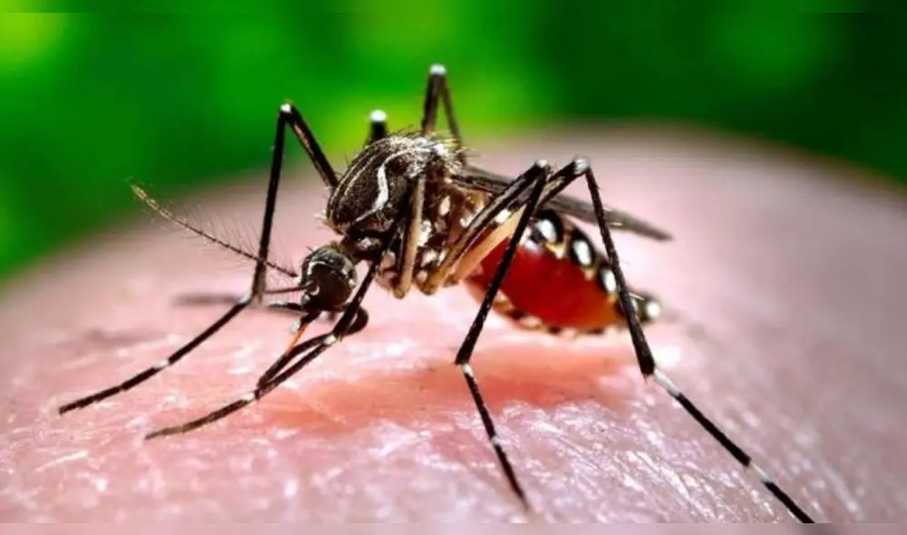 Las enfermedades causadas por estos insectos provocan más de un millón de muertes en todo el mundo. Foto: EFE