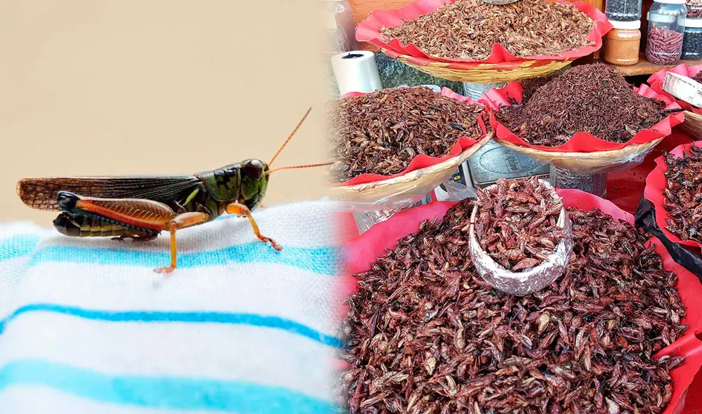 Los chapulines son especialmente populares en estados como Oaxaca. Foto: composición LR / Universidad Autónoma de Aguascalientes / El lugar de Beatriz Los chapulines son especialmente populares en estados como Oaxaca. Foto: composición LR / Universidad Autónoma de Aguascalientes / El lugar de Beatriz